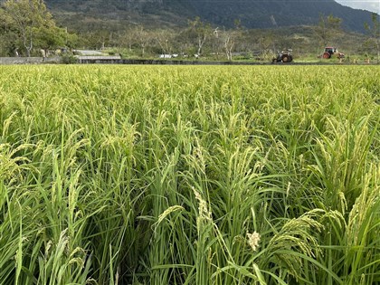 豪雨農損破2000萬元 芋頭、一期水稻皆逾500萬