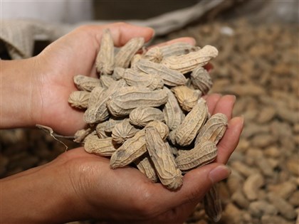 豪雨農損8千多萬元　落花生損失逾1700萬元最多