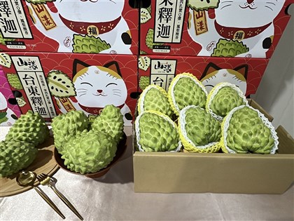 農業部:中國養套殺鳳梨釋迦 應減少高度依賴風險