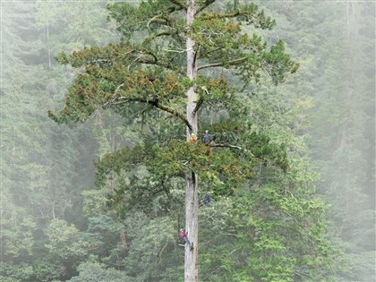 台灣東亞最高樹登德媒　10年尋樹計畫獲國際關注