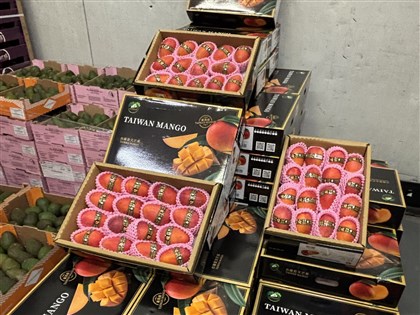 陳駿季：估115年芒果外銷增2.5倍　將推客製化行銷有望銷歐盟27國