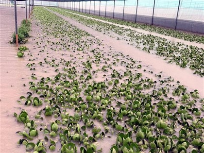 雲林葉菜類災損逾7成　恐衝擊市場蔬菜供應
