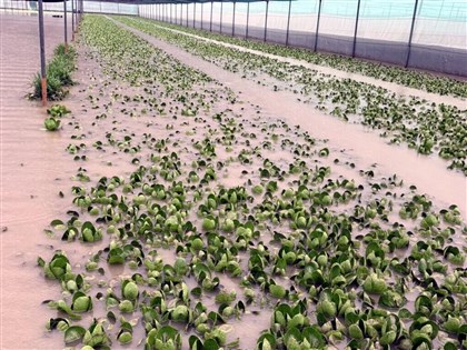 早安世界》豪雨農損逾9500萬元　雲林葉菜災損可能衝擊市場供應