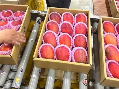 台灣芒果荔枝首批空運抵英國 多元通路放眼歐洲