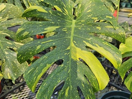 龜背芋人氣攀升　高雄農改場推出新品種「曙光」