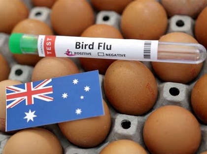 H5N1首現澳洲本土海鳥　禽流感病毒擴散進入新階段