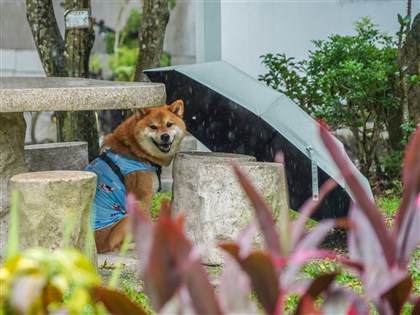 西南風挾水氣　大台北、西半部山區15日防大雨