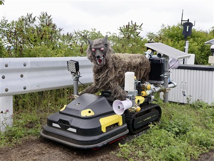日本北海道機場導入機器狼　全天候巡邏驅趕野生動物