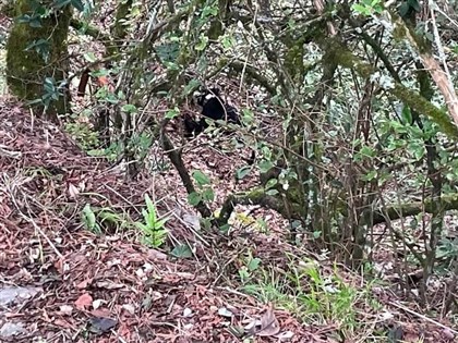 台中和平油婆蘭山屋驚現黑熊 雪管處籲做足安全準備