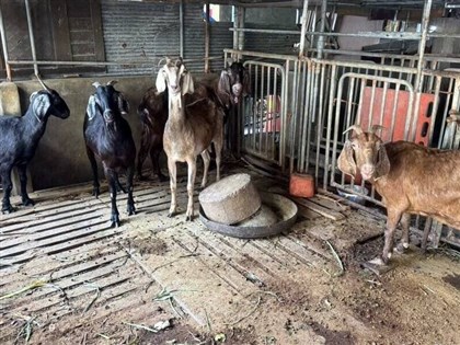 雲林羊肉戴奧辛超標　專家籲民眾少吃內臟與肥肉