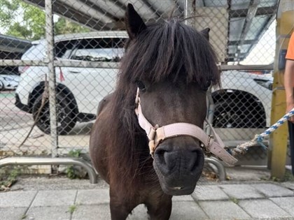 北市迷你馬3度逛大街  動保處罰飼主1.5萬