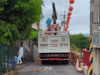 台中洽興畜牧場非洲豬瘟案　豬農父判1年6月、子3年