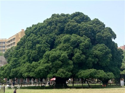 學者提醒人工遮陽物易蓄熱　籲種樹降溫