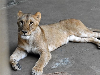 東京多摩動物公園3隻獅子死亡 疑遭酷暑奪命
