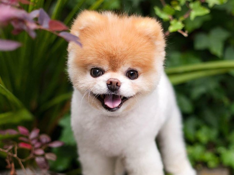 世界最可愛的狗第一代網紅犬boo過世 國際 中央社cna