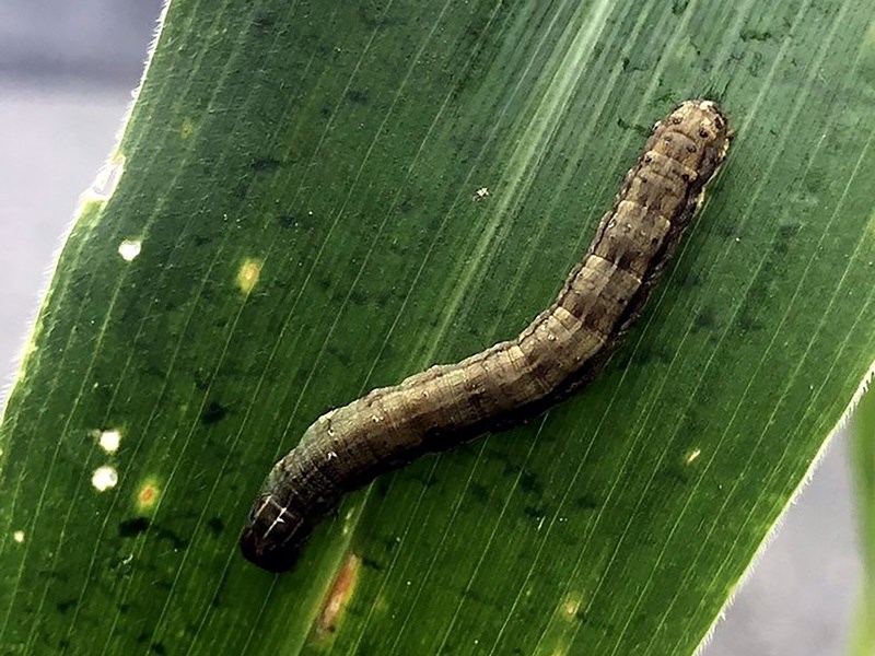 秋行軍蟲擴散宜苗嘉玉米型稻米型同步侵台 生活 重點新聞 中央社cna