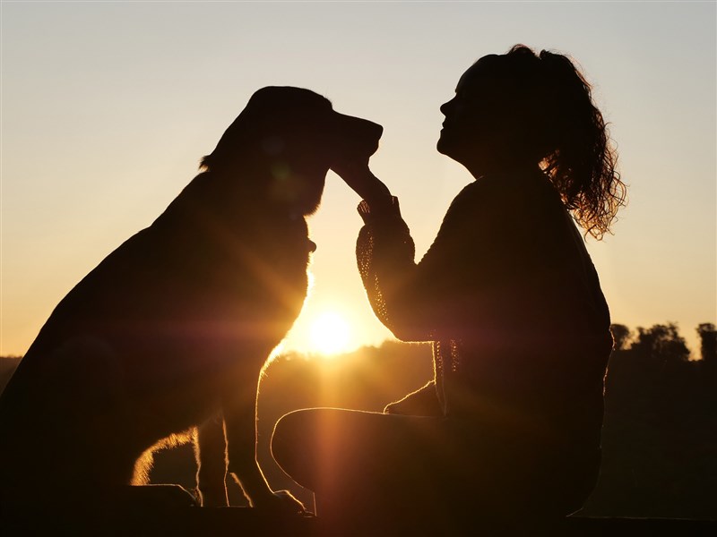 武漢肺炎 香港家犬驗出弱陽性農委會盼勿過度解讀 生活 重點新聞 中央社cna