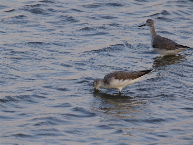 全球不到1500隻 瀕危水鳥諾氏鷸連5年台南現蹤