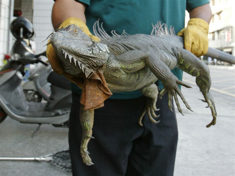 網賣綠鬣蜥肉有人大膽煮來吃專家不建議 生活 中央社cna