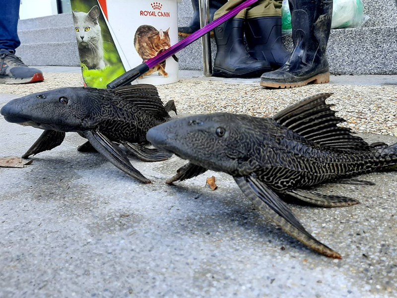 琵琶鼠魚出沒北市碧湖公園日吃3000魚卵威脅原生種 地方 中央社cna