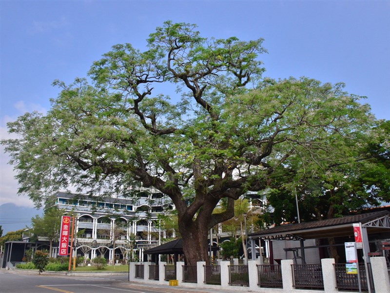 百年樹木花朵盛開好美植物遇乾旱寒流生存之道解密 影 生活 中央社cna