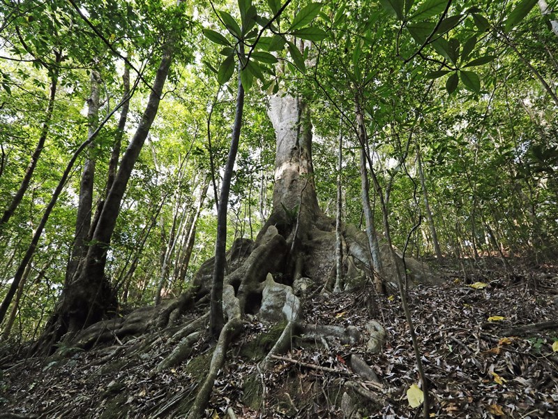 日本奄美大島 西表島等4處成功登記世界自然遺產 國際 重點新聞 中央社cna