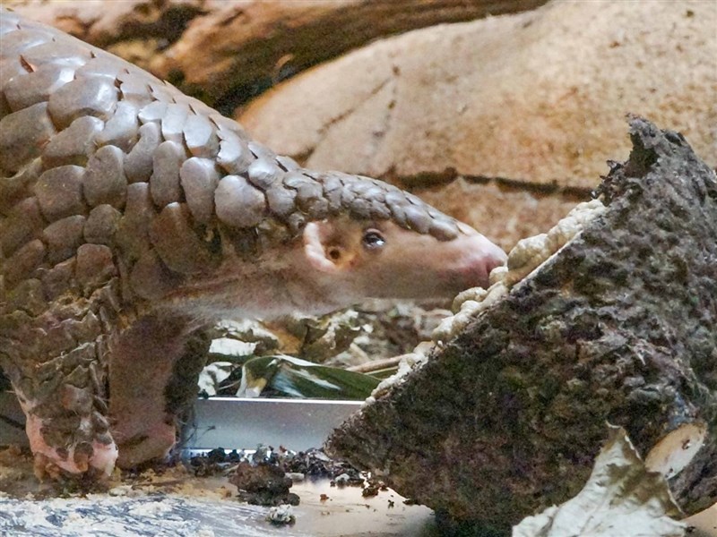 北市動物園穿山甲 穿胖 離世23歲9個月全球最高齡 影 生活 重點新聞 中央社cna