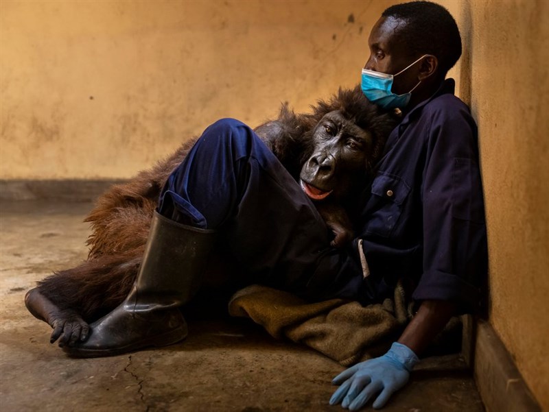自拍網紅大猩猩病逝 保育員懷中嚥下最後一口氣 | 國際 | 重點新聞 |