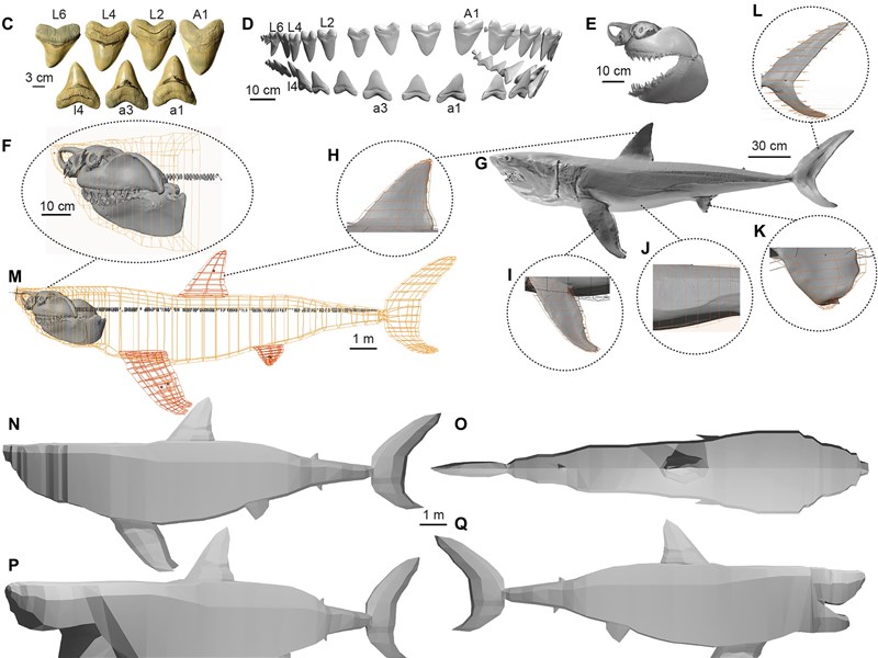 科學家掃描化石還原巨齒鯊身形長逾20公尺5口內能吃下虎鯨| 科技| 中央社CNA