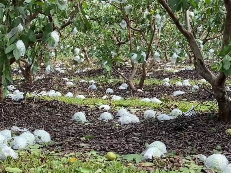 抽檢合格率未達標準　太麻里鄉尚未核發風災救助金