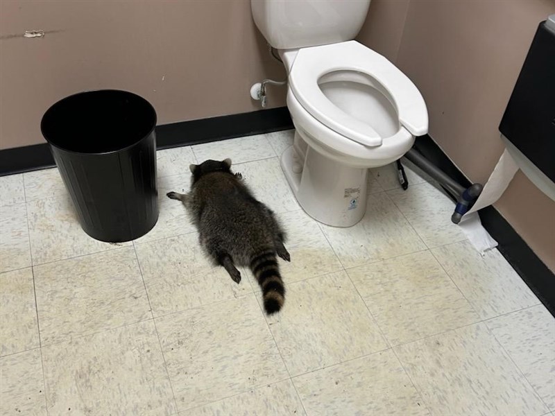 「喝醉的浣熊」美網路爆紅　動保機構出T恤募款