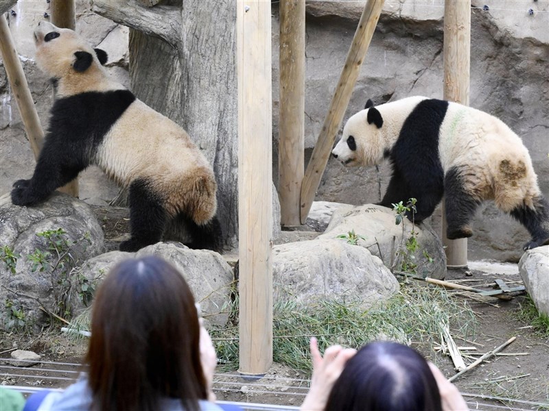 上野動物園大貓熊將返中 兩國關係緊張日本料將告別黑白身影