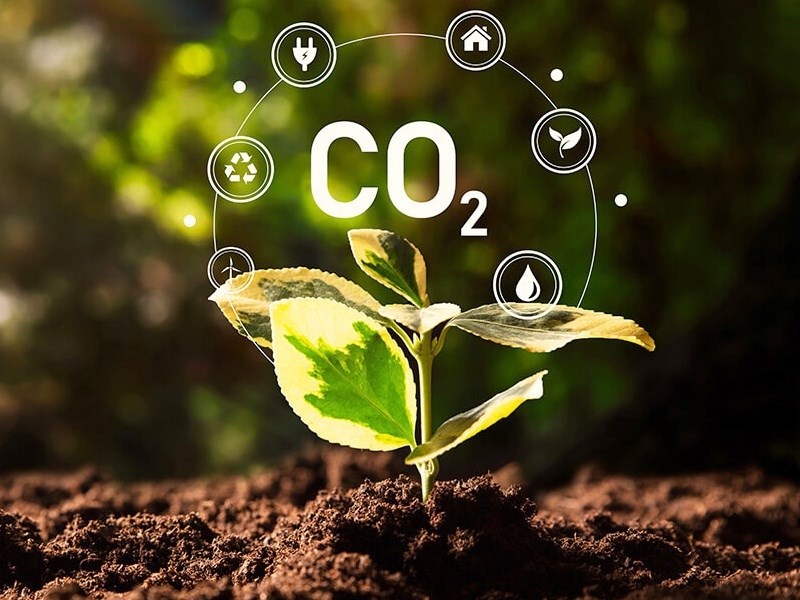 購買碳權兼防野火 摩根大通攜手新創公司