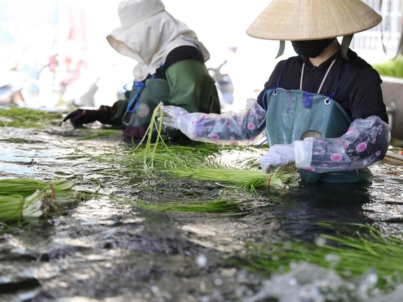 缺工から共生へ／帰郷して農務移工業務を担う 劉碧華が美濃の変化を証言