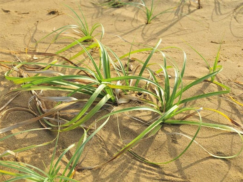 瀕危植物保育　海米、台灣黃蘗、高氏柴胡首入列