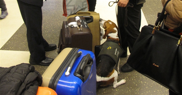 檢疫犬太可愛旅客被嗅出違禁品沒生氣還誇讚 生活 重點新聞 中央社cna