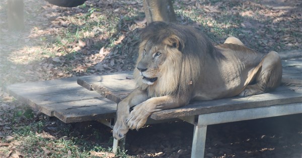 壽山動物園非洲獅小巴11歲病逝 不敵遺傳性腎臟病 | 生活 | 中央社