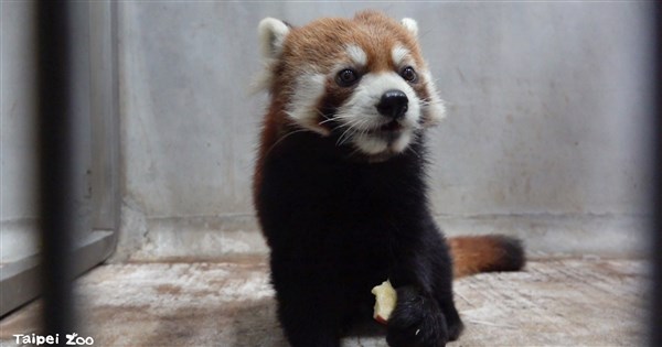 日本小貓熊「未來」抵北市最快113年4月亮相| 生活| 中央社CNA