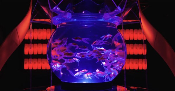 【図録・美術】震日藝術博物館 青花磁鑑賞（台湾） 図録・美術】震日藝術博物館 青花磁鑑賞（台湾） - メルカリ