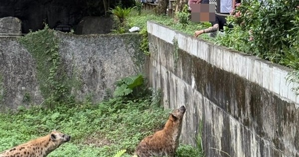 遊客翻越欄杆逗弄餵食斑點鬣狗 台北市動物園將備案提告 | 生活 | 中央社 CNA
