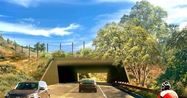 洛杉磯蓋全球最大動物天橋　耗資28億幫美洲獅過馬路