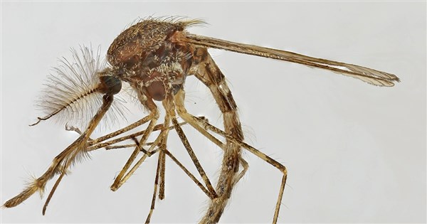冰島首度發現蚊子　專家推測原因