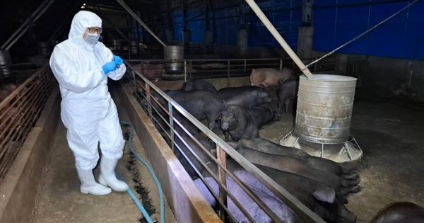 防堵非洲豬瘟 農業部:未來豬隻有出血症狀一律採樣