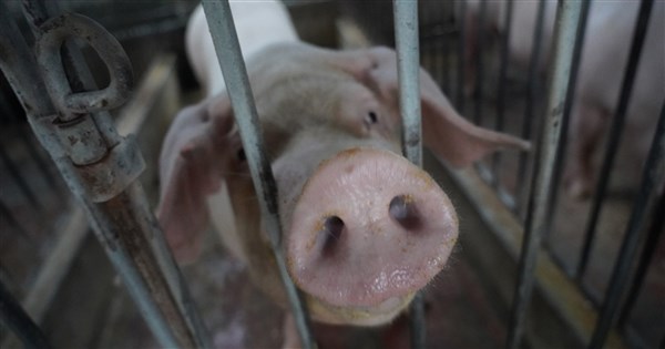 基因編輯技術有望根除豬瘟 盼為對抗非洲豬瘟鋪路