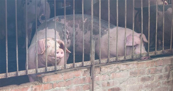彰化芬園關聯養豬場4死豬 初步排除染非洲豬瘟