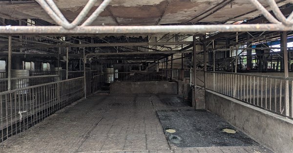 早安世界》非洲豬瘟案疫調 防檢署:豬隻死亡恐早於10月10日