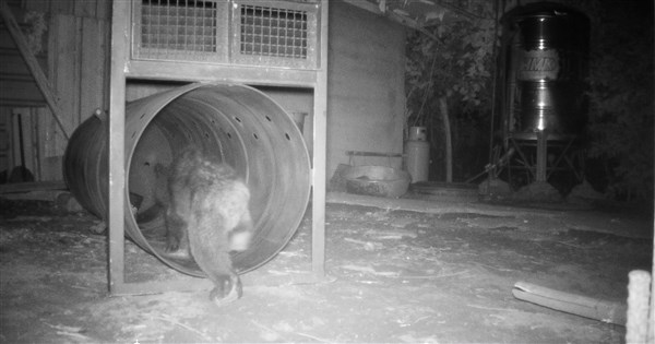 黑熊入侵花蓮部落 黃美秀:台日狀況不同短期不會「熊害」