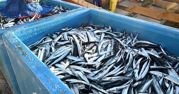 北京加強施壓　共同社：中國暫停進口日本水產品