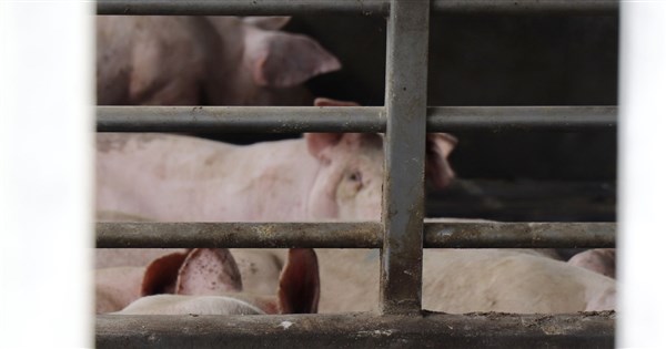 農業部規劃全面禁廚餘養豬 時程仍待與豬農討論