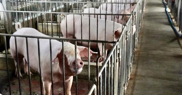 政院拍板116年起全面禁廚餘養豬　提前轉型飼料餵養可領補助